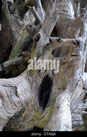 Huge Driftwood log washed up on beach Stock Photo