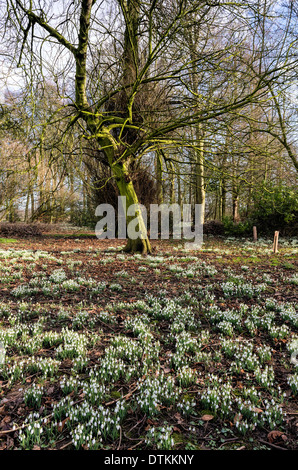 Spring light on the trees and snow drops at Burton Agnes Hall, near Driffield Stock Photo