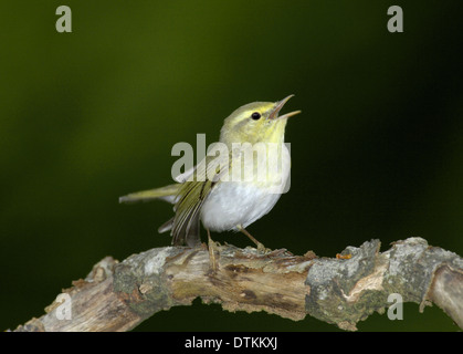 Wood Warbler Phylloscopus sibilatrix Stock Photo