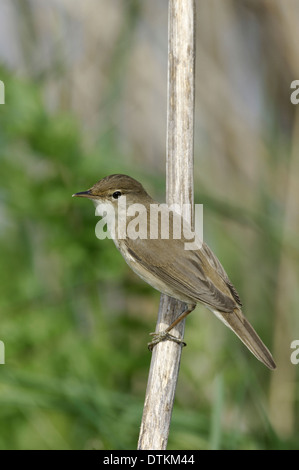 Reed Warbler Acrocephalus scirpaceus Stock Photo