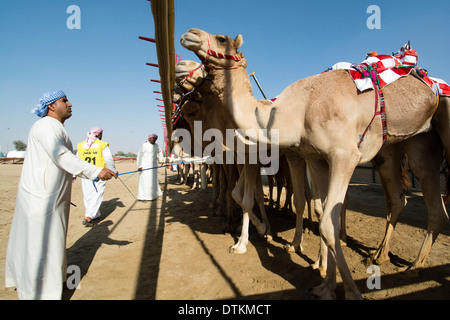 Camels at starting gate at Dubai Camel Racing Club at Al Marmoum in Dubai United Arab Emirates Stock Photo