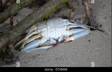 A dead male sand crab washed up on beach Stock Photo