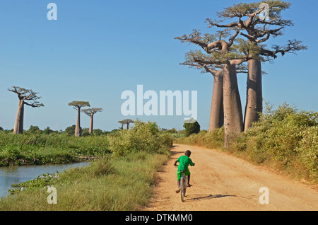 Madagascar, Morondava, Baobab Alley, child on bicycle with view on Adansonia Grandidieri in the background Stock Photo