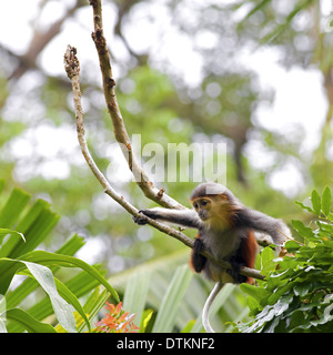 Red-shanked Douc Stock Photo