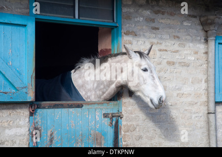 A dappled grey horse peering out of a stable door. UK. Stock Photo