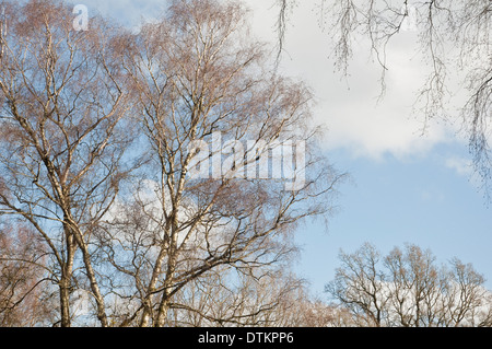 Branches and delicate fine twig tracery of Silver Birch Trees (Betula pendula) shown against a pale blue winter sky. UK. Stock Photo