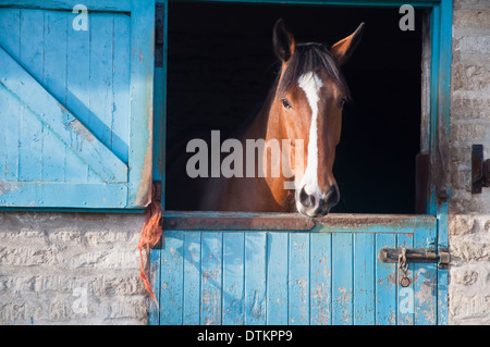 A fine chestnut horse with a white stripe / blaze looking out of a stable door. UK. Stock Photo