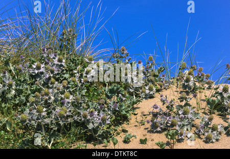 SEA HOLLY [ Eryngium maritimum ]  GROWING ON A SAND DUNE IN WALES Stock Photo