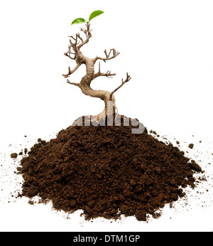 Bonsai tree on a ground with two leaves Stock Photo