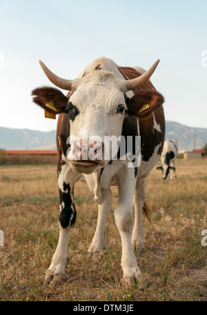 Cow standing in grassy field Stock Photo - Alamy