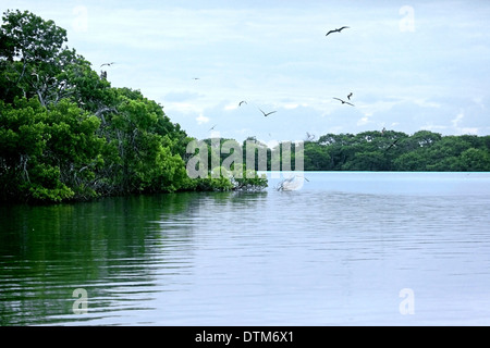 Boobies and mangroves at Boca de Bobos Los Roques Nat. Park Venezuela Stock Photo