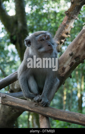 begging Long-tailed macaque (Macaca fascicularis), Monkey Forest Ubud ...