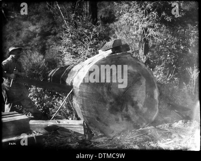 A woodsman saws a cedar log for shake shingles in a forest in Santa Cruz around 1900, demonstrating traditional woodworking practices. Stock Photo