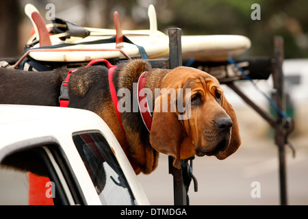 Red dog Bloodhound in car Stock Photo