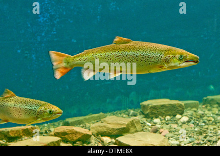 Atlantic Salmon Swimming in aquarium in the Doaktown Atlantic Salmon Museum, New Brunswick, Canada Stock Photo