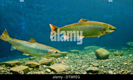 Atlantic Salmon Swimming, Doaktown Atlantic Salmon Museum aquarium. New Brunswick,Canada Stock Photo