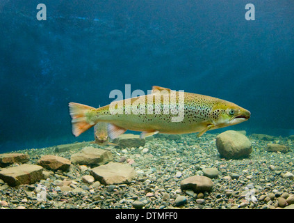 Atlantic Salmon Swimming, Doaktown Atlantic Salmon Museum aquarium,Doaktown, New Brunswick, Canada Stock Photo