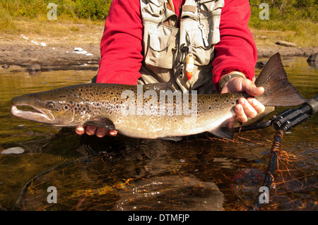 Fisherman catching big Atlantic Salmon on the Miramichi River, New Brunswick, Canada Stock Photo