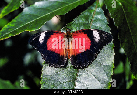 A tropical butterfly displays patterns on its black wings in the Butterfly House at the Royal Melbourne Zoological Gardens in Melbourne, Australia. Stock Photo