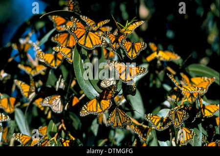 Orange and black monarch butterflies cluster every winter on leaves of eucalyptus trees in Pismo Beach, California, USA, after migrating from Mexico. Stock Photo