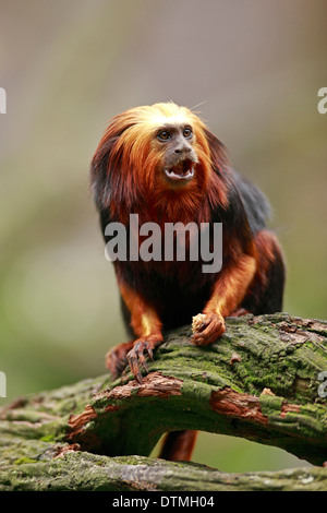 Golden Headed Lion Tamarin / (Leontopithecus chrysomelas) Stock Photo