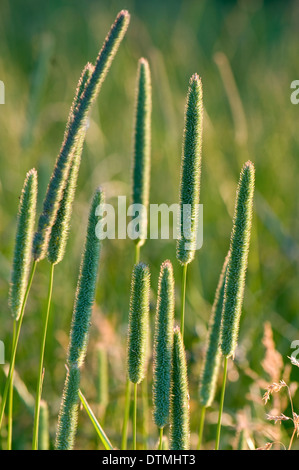 Timothy grass seedheads in a meadow Stock Photo