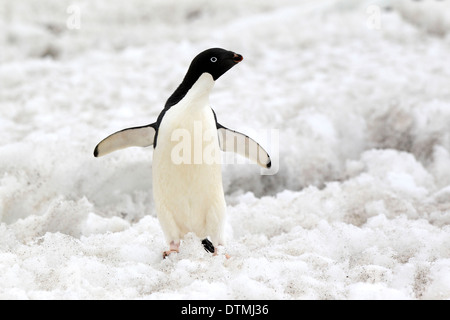 Adelie Penguin, adult in snow, Antarctica, Devil Island, Weddell Sea / (Pygoscelis adeliae) Stock Photo
