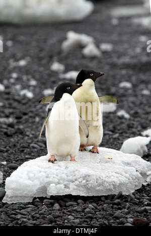 Adelie Penguin, adult couple on ice floe, Antarctica, Devil Island, Weddell Sea / (Pygoscelis adeliae) Stock Photo