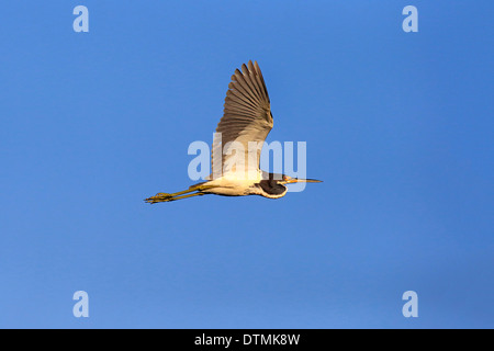 Tricolored Heron, adult flying, Wakodahatchee Wetlands, Delray Beach, Florida, USA, Northamerica / (Egretta tricolor), Stock Photo