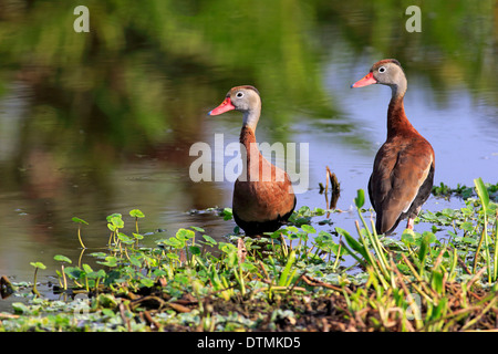 Black Bellied Whistling Duck couple at water Wakodahatchee Wetlands Delray Beach Florida USA North America / (Dendrocygna Stock Photo