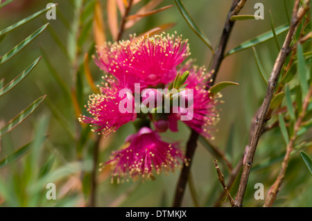Melaleuca fulgens 'Hot Pink'. Royal Botanic Gardens Cranbourne, Melbourne, Australia. Stock Photo