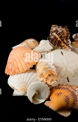 Detail of seashells from around the world. Stock Photo