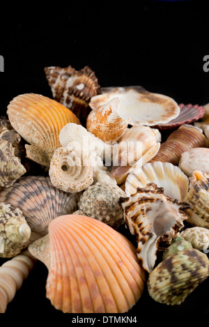 Detail of seashells from around the world. Stock Photo