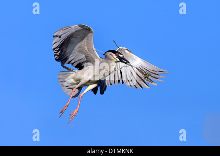 Night Heron adult flying with nesting material in breeding plumage Venice Rookery Venice Florida USA North America / Stock Photo