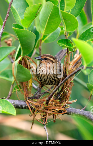 Red Winged Blackbird adult female is building a nest Wakodahatchee Wetlands Delray Beach Florida USA Northamerica / (Agelaius Stock Photo