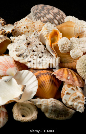 Detail of seashells from around the world. Stock Photo