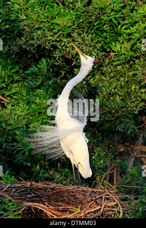 Great White Egret adult courting in breeding plumage at nest Venice Rookery Venice Florida USA North America / (Ardea alba) Stock Photo