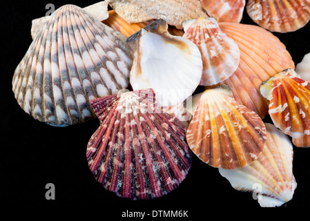 Detail of colorful seashells from around the world on black background. Stock Photo