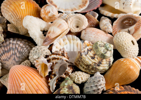 Detail of seashells from around the world. Stock Photo