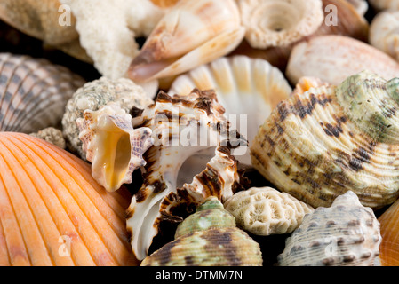 Detail of seashells from around the world. Stock Photo