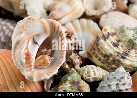 Detail of seashells from around the world. Stock Photo