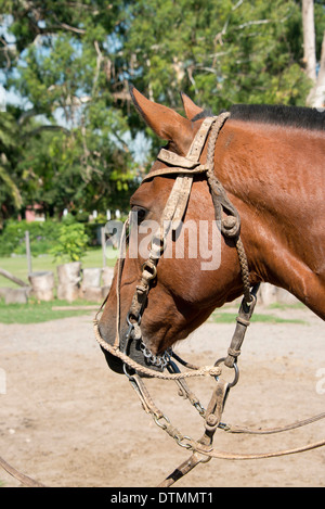 Argentina Bit Horse: Ultimate Guide to This Majestic Breed