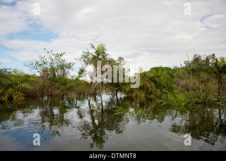 Brazil, Amazon, Alter Do Chao. High water during the height of the wet season. Stock Photo