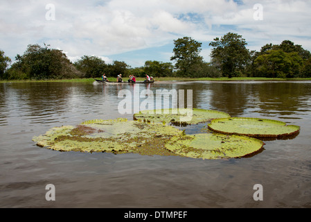 Brazil, Amazon, Valeria River, Boca da Valeria. Giant Amazon lily pads, tourists in local canoe sightseeing. Stock Photo