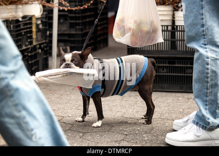 Boston Terrier on a walk with a sweater carrying a newspaper. Stock Photo
