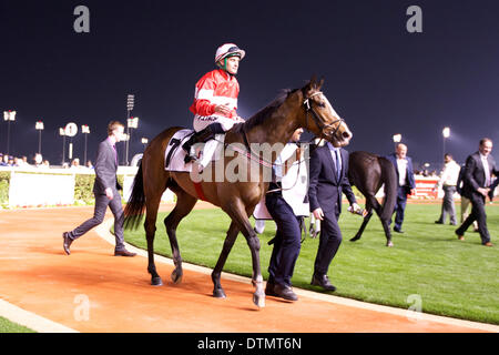 Meydan Racecourse, Dubai, UAE. 20th Feb 2014. Fergal Lynch and Elleval in the parade ring after winning Race 5 of the 7th Meeting of the Dubai World Cup Carnival at Meydan Racecourse Credit:  Tom Morgan/Alamy Live News Stock Photo