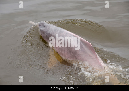 Brazil, Amazonas, Rio Tapajos, Santarem. Freshwater pink Amazon dolphin (WILD, Inia geoffrensis) Endangered species. Stock Photo
