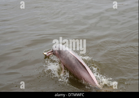 Brazil, Amazonas, Rio Tapajos, Santarem. Freshwater pink Amazon dolphin (WILD, Inia geoffrensis) Stock Photo