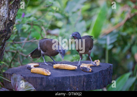 Gray-headed Chachalaca (Ortalis cinereiceps). Pair feeding on ripe bananas put out on a garden bird feeding station. Costa Rica. Stock Photo