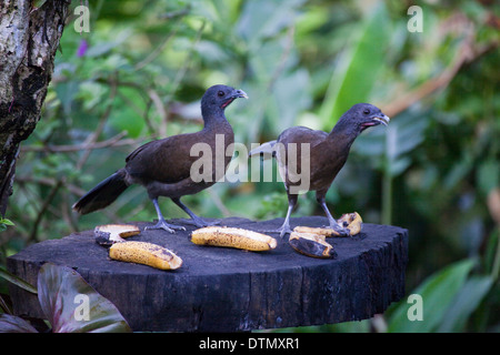 Gray-headed Chachalaca (Ortalis cinereiceps). Pair feeding on ripe bananas put out on a garden bird feeding station. Costa Rica. Stock Photo